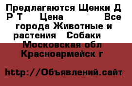 Предлагаются Щенки Д.Р.Т.  › Цена ­ 15 000 - Все города Животные и растения » Собаки   . Московская обл.,Красноармейск г.